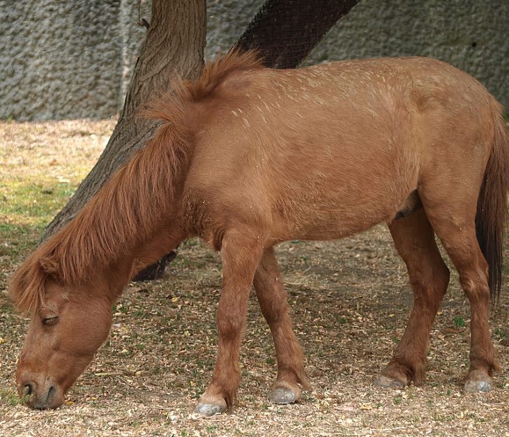 O Noma, uma raça de cavalo pequeno criticamente ameaçada da ilha japonesa Shikoku