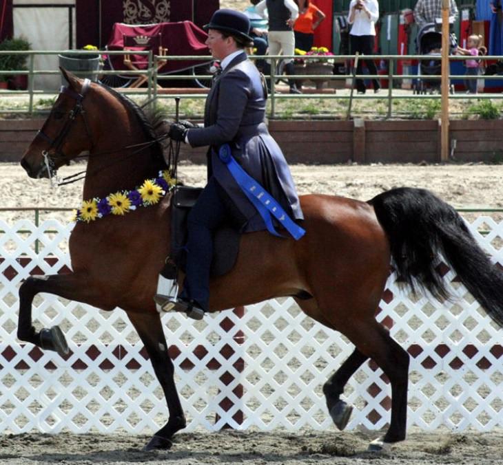 O cavalo Morgan está entre as primeiras raças desenvolvidas na América