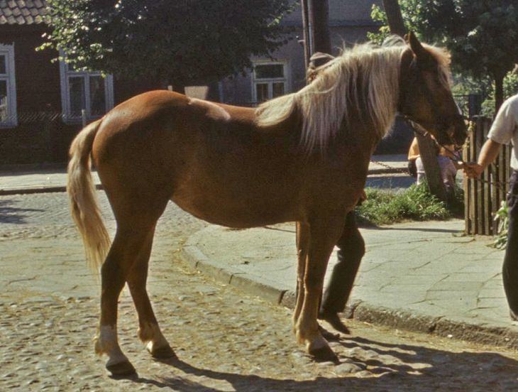 Sokolski, uma raça de cavalo de tração da Polônia