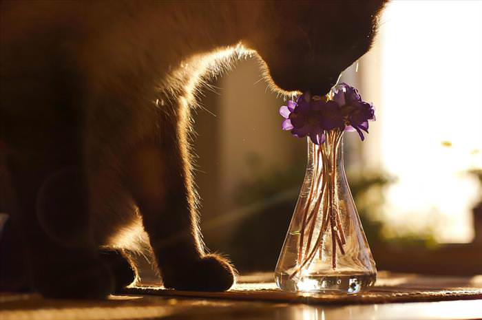 CUTENESS OVERLOAD ALERT: Animals Enjoying Flowers!_ImageBox