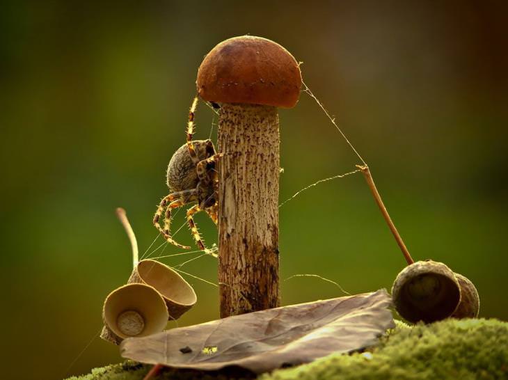 Os belos cogumelos