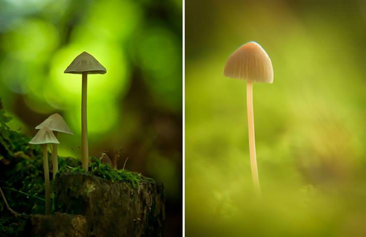 Os belos cogumelos