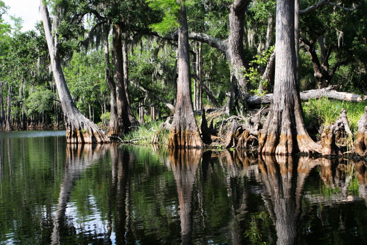 Parques nacionais famosos que você pode visitar on-line  Everglades National Park