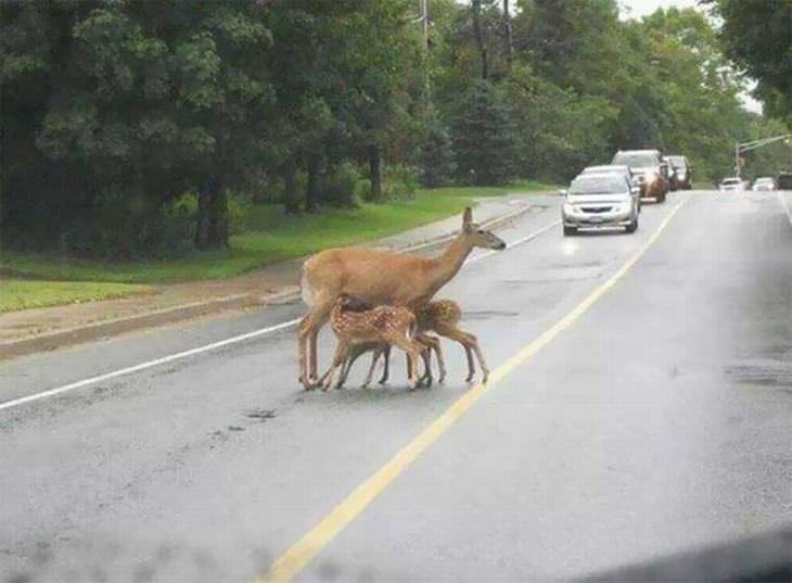 Imagens feitas a caminho do trabalho mamãe bambi