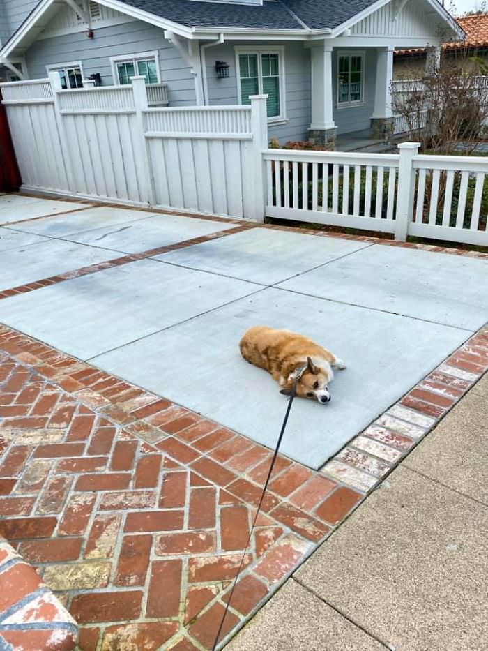 Cães da raça corgi cão deitado na calçada