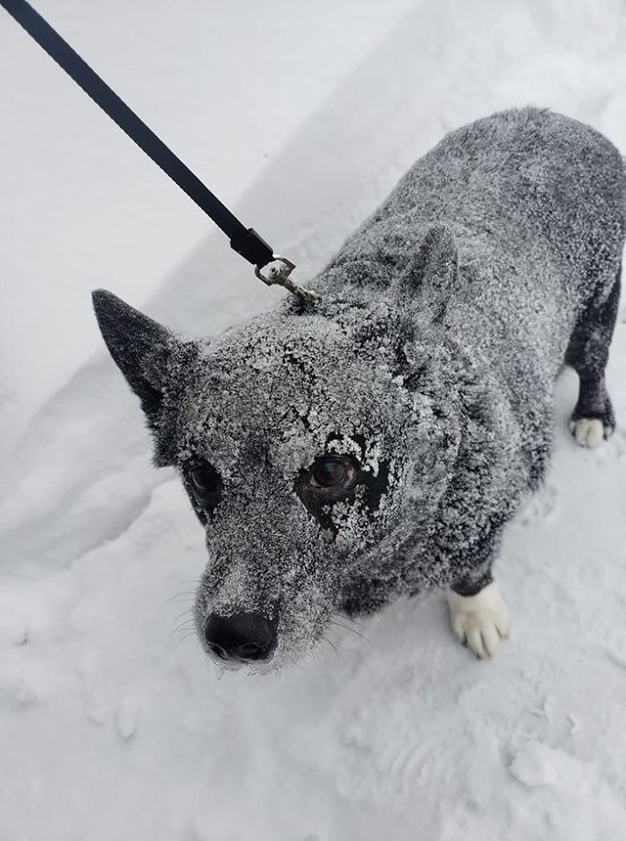 Cães da raça corgi cão coberto de neve