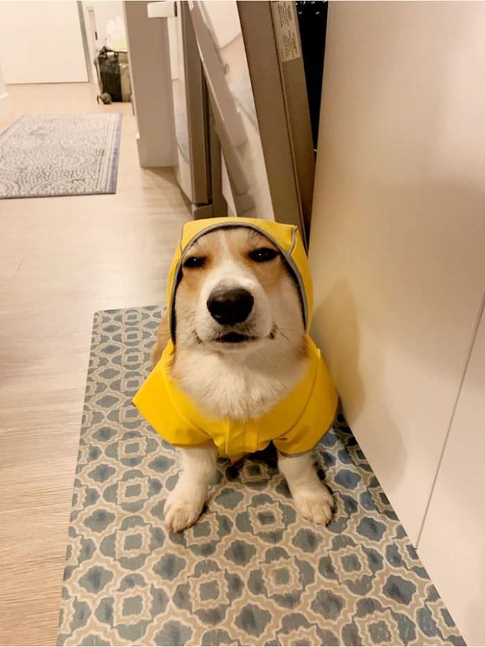 Cães da raça corgi cão com capa de chuva