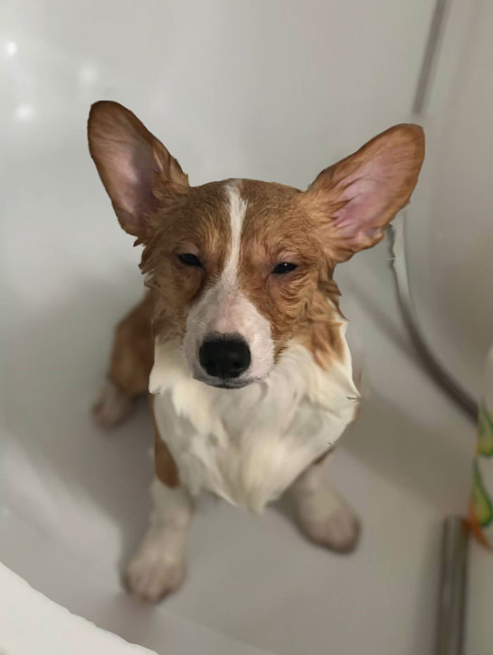 Cães da raça corgi cão molhado do banho