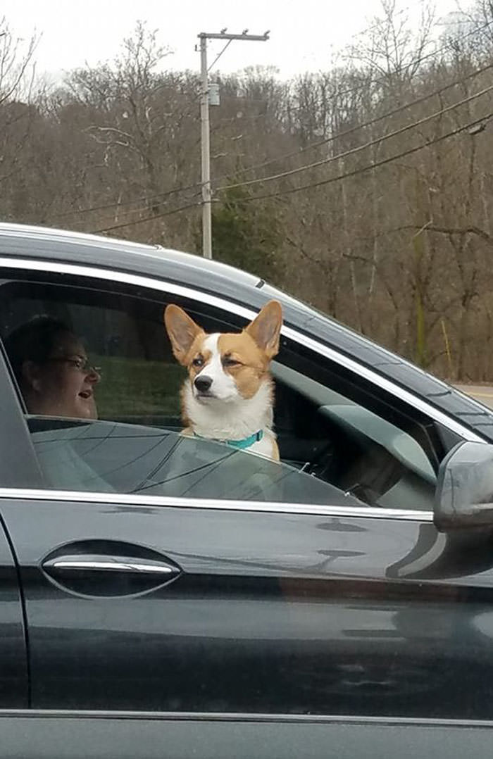 Cães da raça corgi olhando pela janela do carro