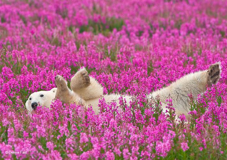 Ursos polares e flores