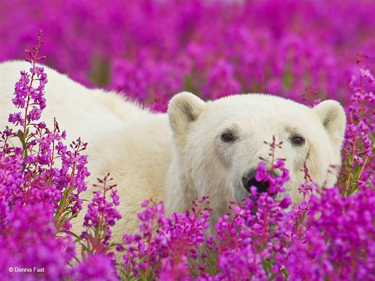 Ursos polares e flores