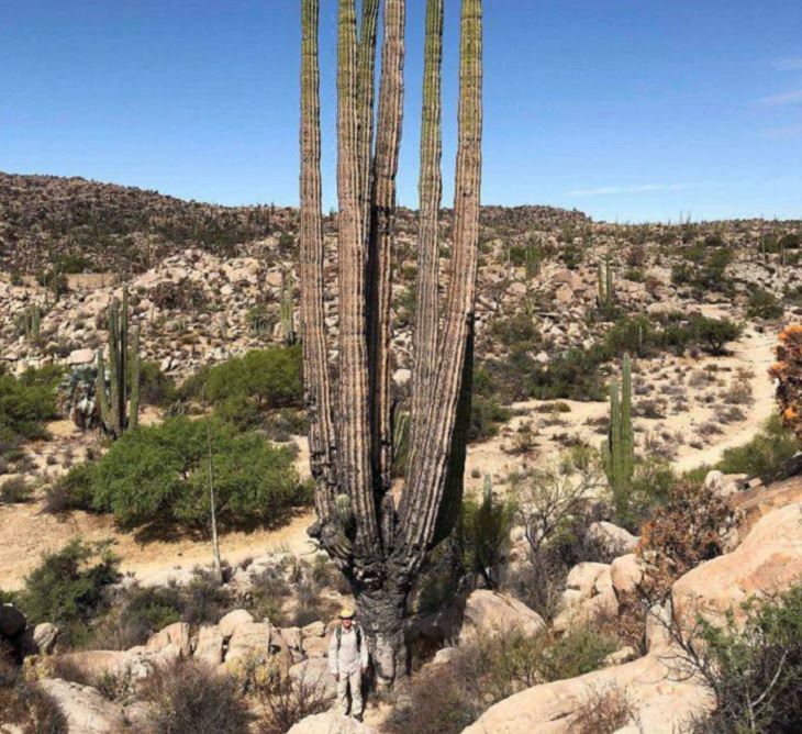 Comparações espantosas: cactus e pessoa