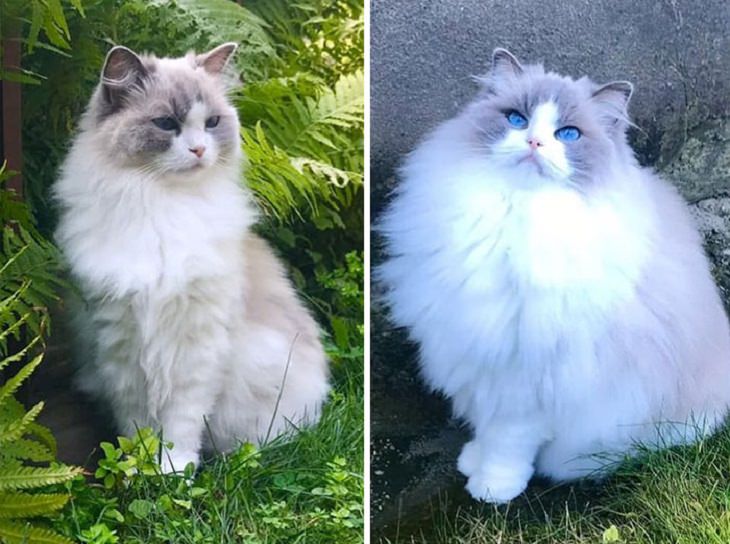 Comparações espantosas o pelo de um gato ragdoll no verão e no inverno