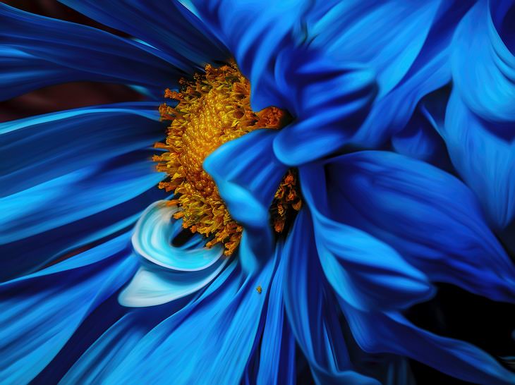 Fatos sobre as cores flor azul