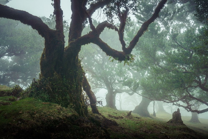 A fascinante floresta de louros da Madeira