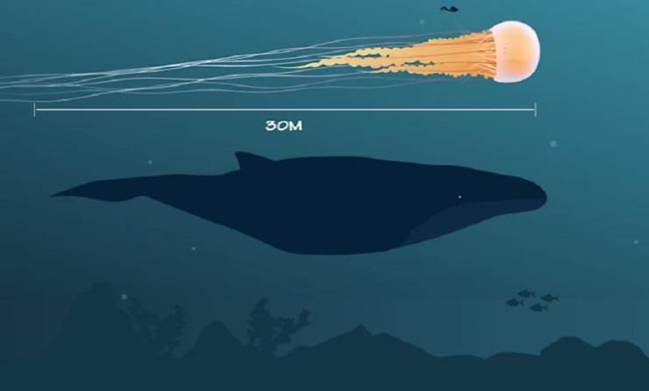 O tamanho da água-viva de uma juba de leão comparado ao de um humano e uma baleia azul
