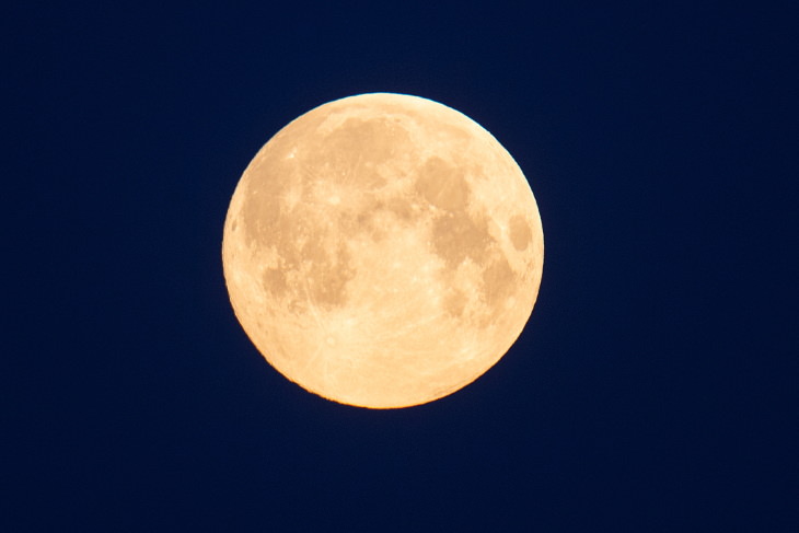 Uma foto em close-up da Lua da Flor​