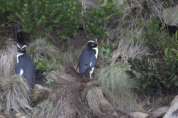 Milford Sound também é um local popular de reprodução para o pinguim de Fiordland  e muitas outras espécies de pinguins