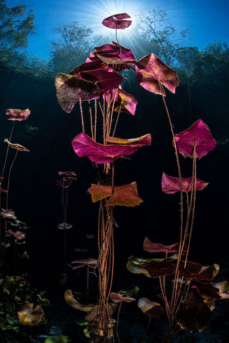 Finalista em Paisagem Terrestre, Paisagem Aquática e Flora: 'Lírios ao Sol',  de Henley Spiers  Big Picture 2020 Competition
