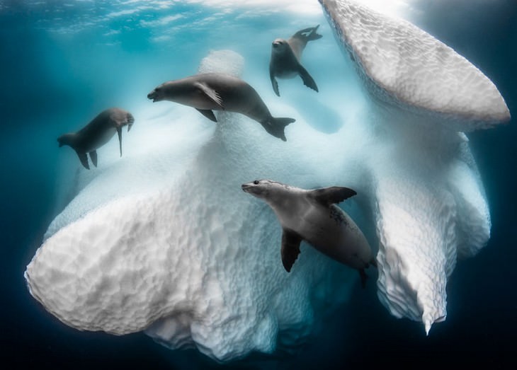 Vida Aquática, Vencedor: 'Lar Congelado', de Greg Lecoeur Big Picture 2020 Competition