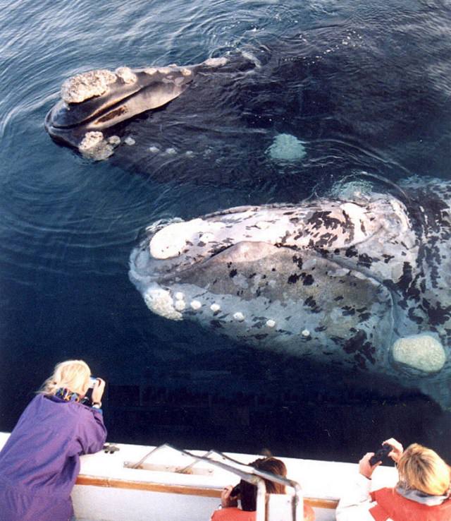 Baleias francas do sul nas águas de Milford Sound, frequentemente acompanhadas de baleias jubarte