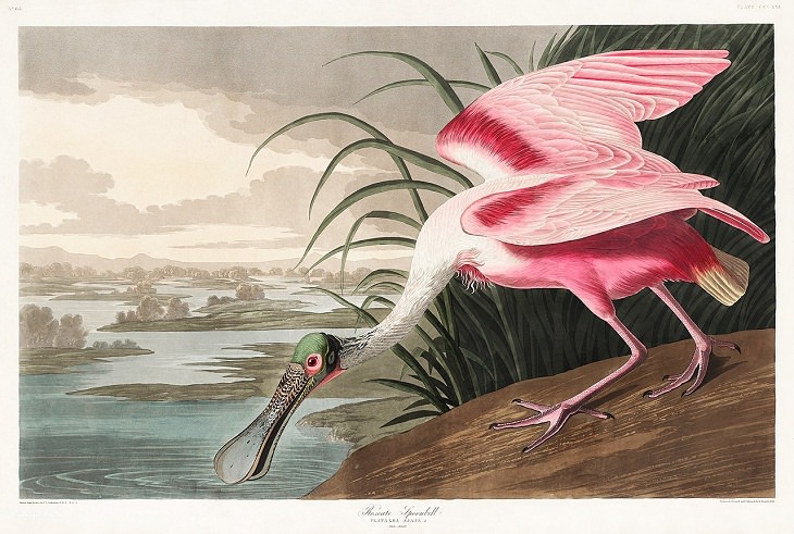 John James Audubon , artist 