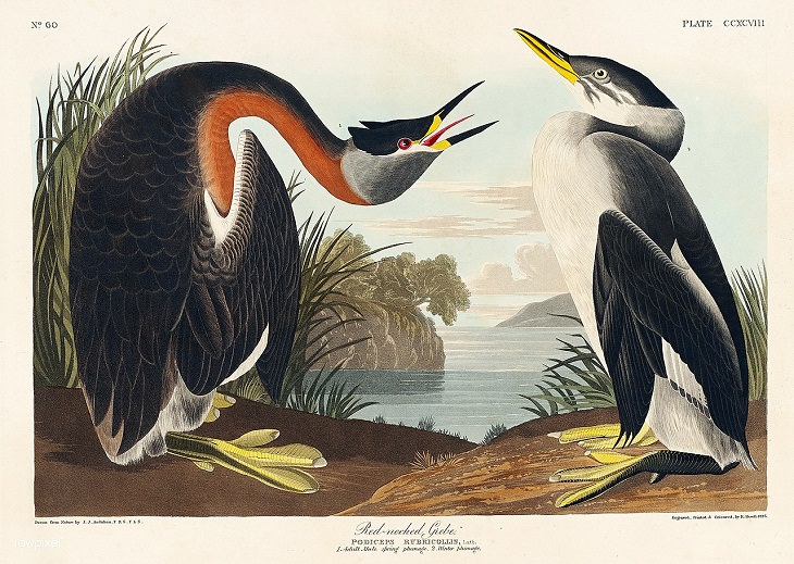 John James Audubon , bird painting 
