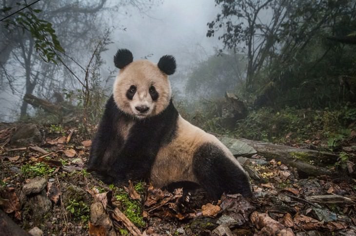 Finalista da Vida Selvagem Terrestre, 'Yeye na Neblina', de Ami VitaleBig Picture 2020 Competition