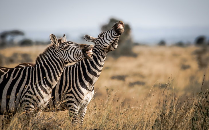 Comedy Wildlife Preview 2020 "Chacota", de Tanvir Ali - Zebras no parque nacional de Nairobi, Quênia
