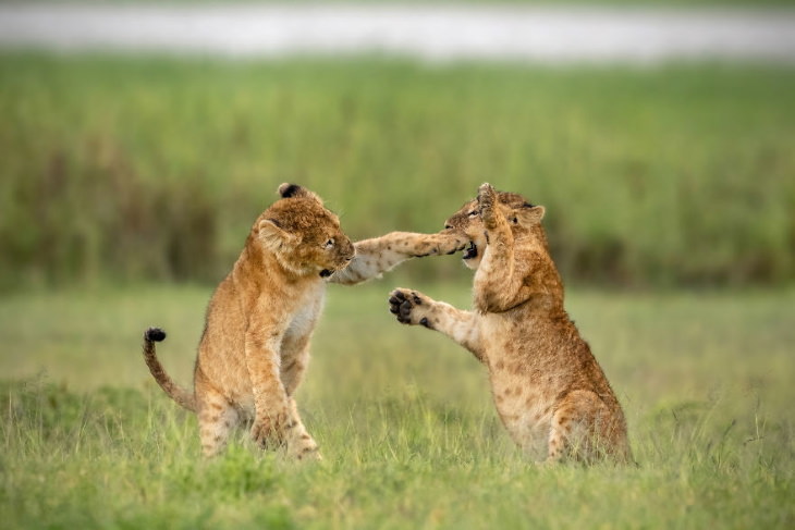 Comedy Wildlife Preview 2020"Luta de Pesos Leves" de Yarin Klein - Filhotes de guepardo na cratera de Ngorongoro, Tanzânia
