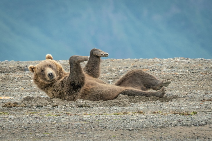 Comedy Wildlife Preview 2020 "Fazendo a dança da areia" por Janet Miles - um urso marrom no Alasca, EUA