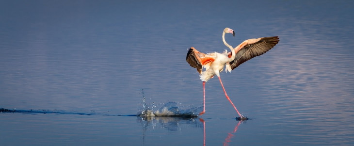 Comedy Wildlife Preview 2020  "Andando sobre a Água", de Tommy Mees - um flamingo em Serengeti, Tanzânia