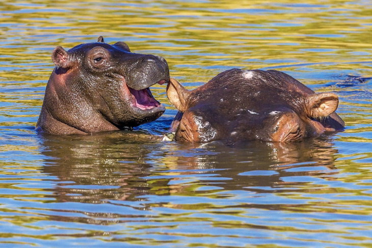 Comedy Wildlife Preview 2020 "Hippo Risonho" de Manoj Shah - uma mãe e um bebê em Masai Mara, Quênia​