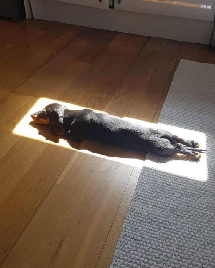 Animais relaxando ao sol