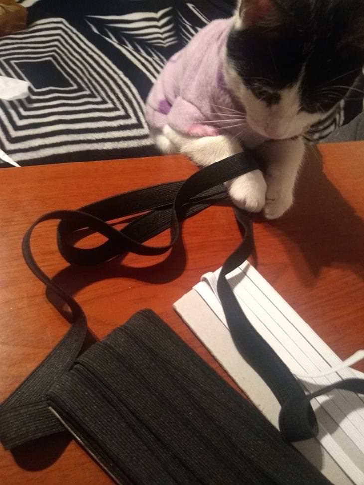 Kira, a gata costureira