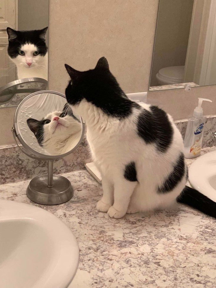 Bichos descobrem o espelho, e é hilariante!
