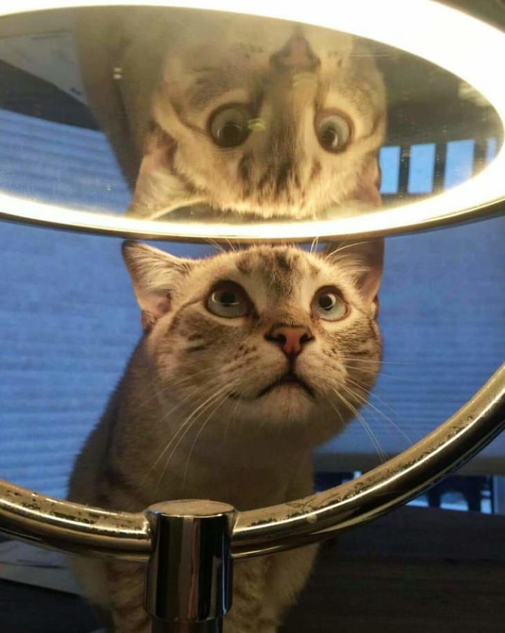 Bichos descobrem o espelho, e é hilariante!