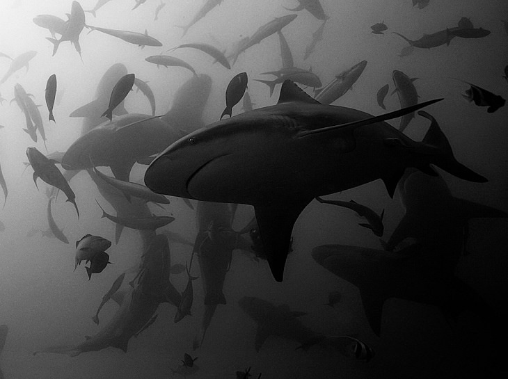 Winners of the 2019 Monochrome Photography Competition,  Vencedor do 1º Lugar: Fotógrafo da Vida Selvagem do Ano - Profissional A dança dos tubarões Serge Melesan, da França
