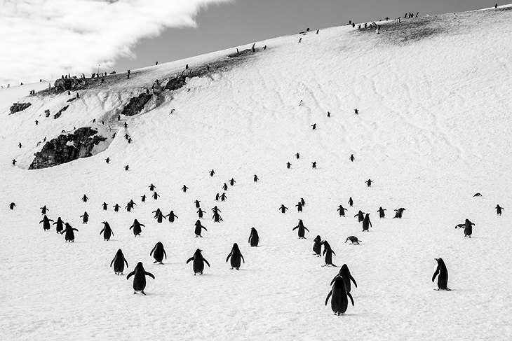 Winners of the 2019 Monochrome Photography Competition, Vencedor do 3º Lugar: Fotógrafo da Vida Selvagem do Ano - Profissional Caminhada dos PInguins Aleksander Myklebust, da Noruega