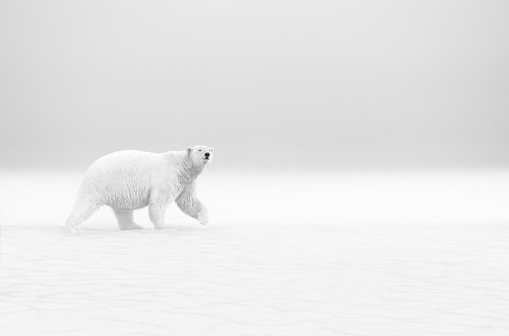 Winners of the 2019 Monochrome Photography Competition, 2º Vencedor: Fotógrafo da Vida Selvagem do Ano - Profissional Caminhada Polar Thomas Vijayan, do Canadá