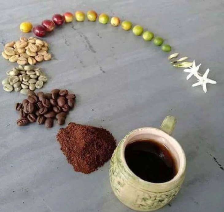 Imagens do ciclo da vida café