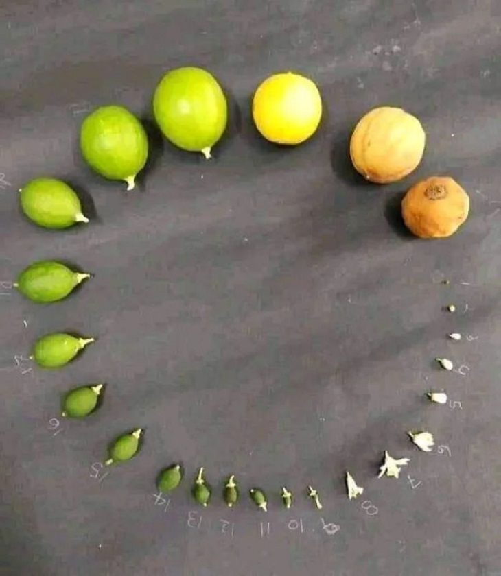 Imagens do ciclo da vida limão