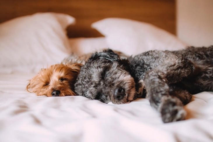 7 Fatos interessantes sobre a psicologia dos sonhos cachorros dormindo