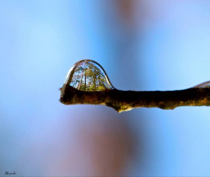 A refração de uma floresta em uma gota de água