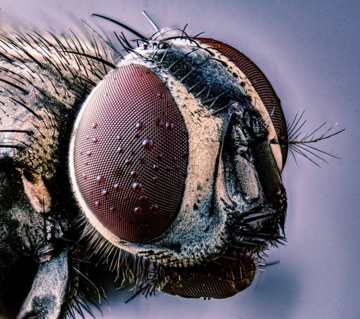 O olho de uma mosca doméstica
