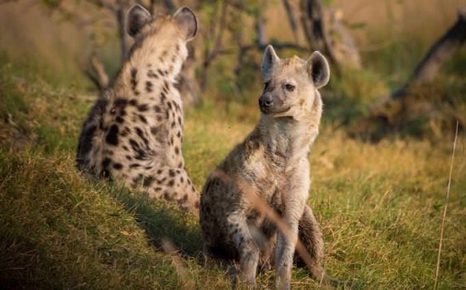 Animal vocabulary test: hyenas
