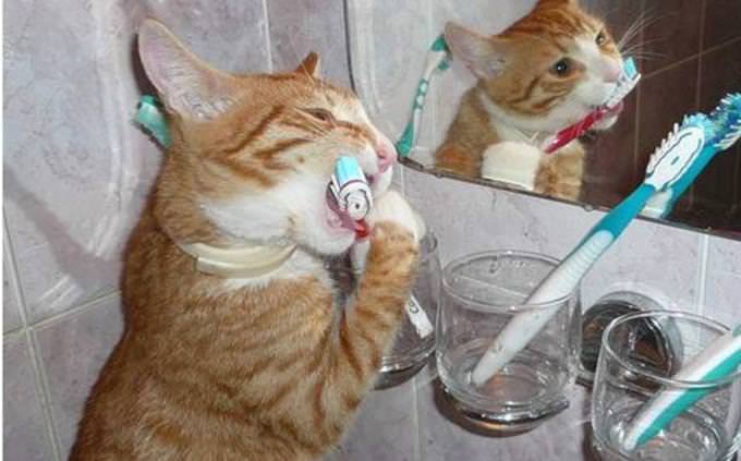 Dentes escovados de gato
