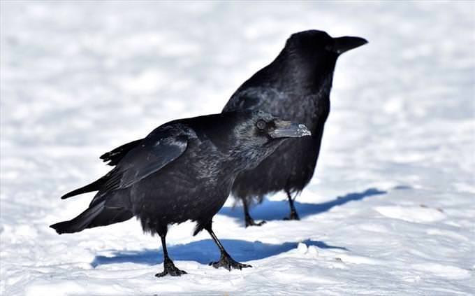Animal vocabulary test: ravens