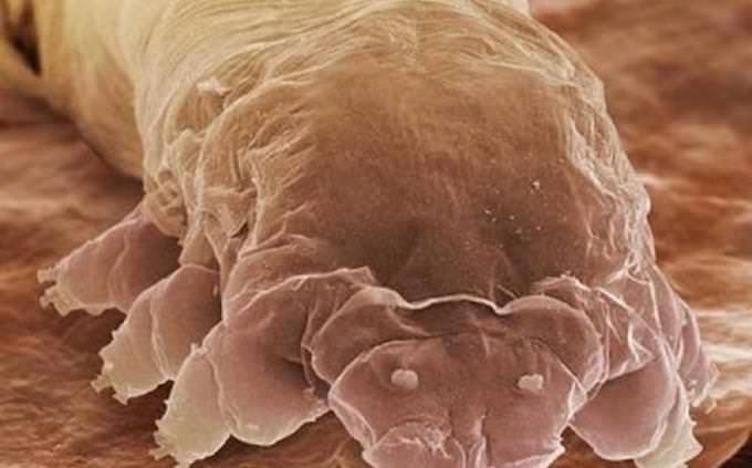 ácaro de cílios sob microscópio