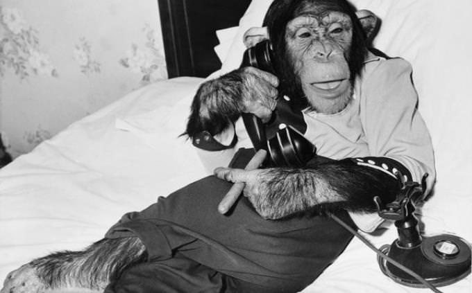 Chimpanzé monocromático no telefone